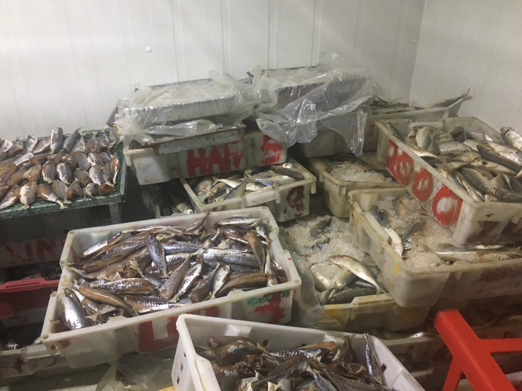 Kho lạnh bảo quản hải sản: Cấu tạo, ưu nhược điểm và yêu cầu lắp đặt 9 31 1