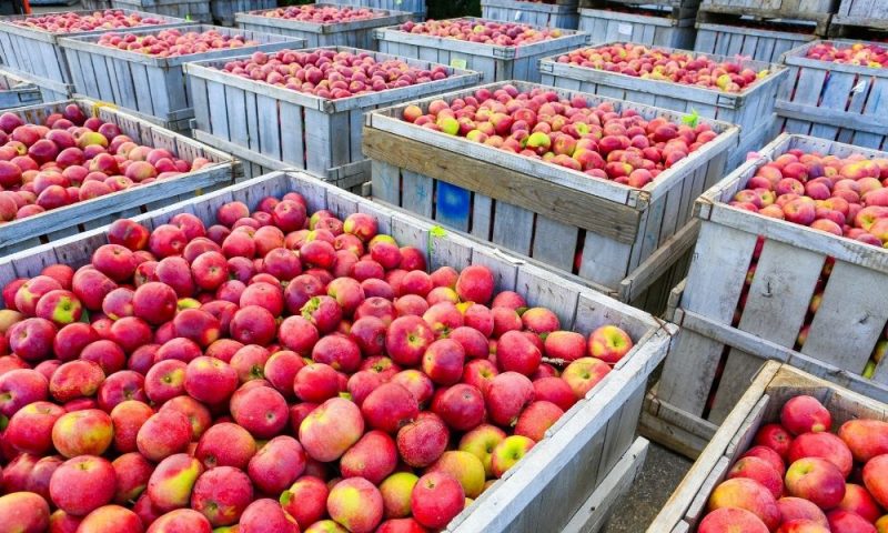 kho lanh bao quan trai cay chat luong uy tin gia re cua ankaco