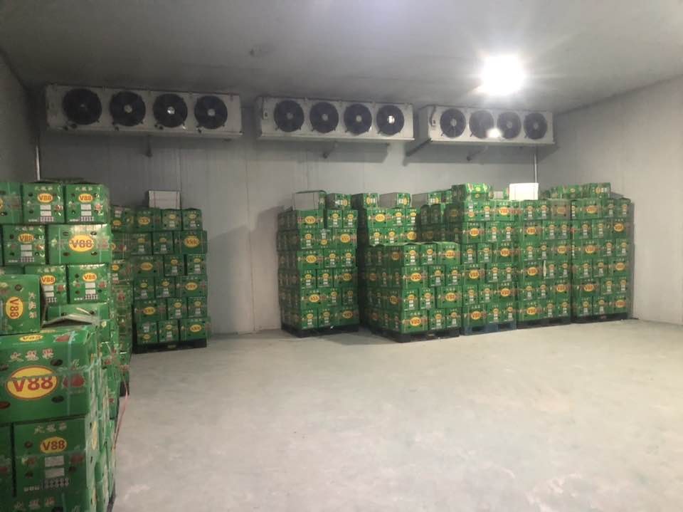 Kho bảo quản trái thanh long tại Long an Phan Thiết 15 Kho bao quan trai thang long Long an 1 2