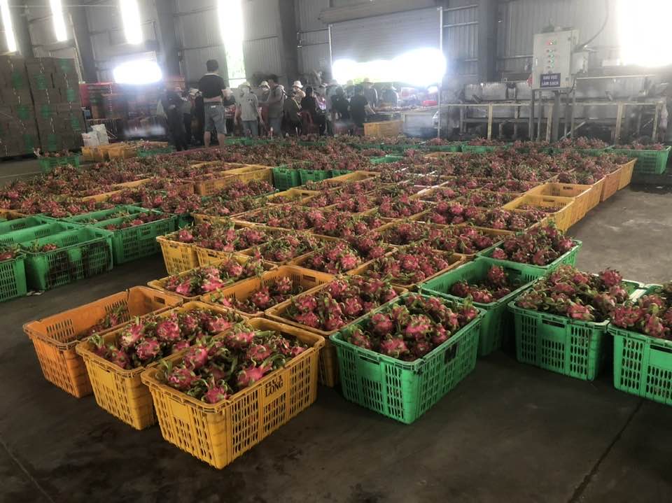 Kho bảo quản trái thanh long tại Long an Phan Thiết 7 Kho bao quan trai thang long Long an